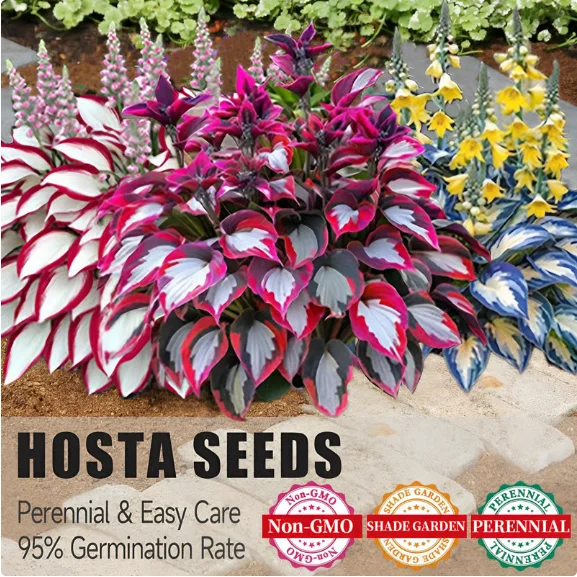 🌱Premium Rare Hosta Seeds🌿Shade-Tolerant Plant
