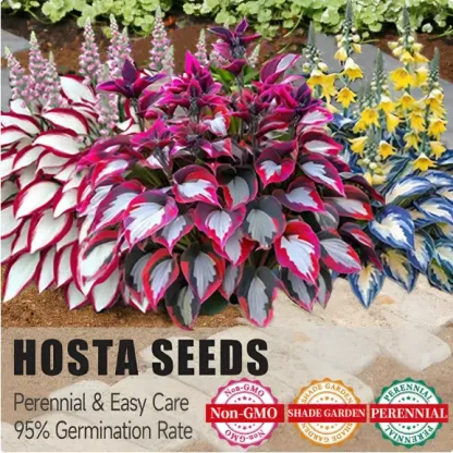 🌱Premium Rare Hosta Seeds🌿Shade-Tolerant Plant