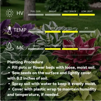 🌱Premium Rare Hosta Seeds🌿Shade-Tolerant Plant