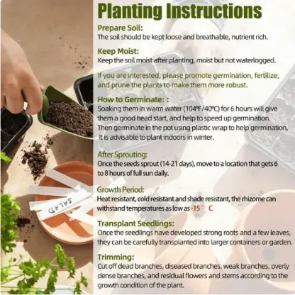 🌱Premium Rare Hosta Seeds🌿Shade-Tolerant Plant