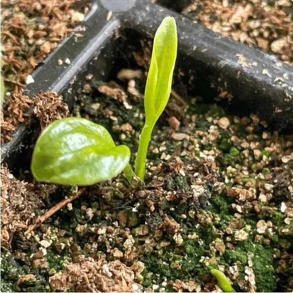 🌱Premium Rare Hosta Seeds🌿Shade-Tolerant Plant