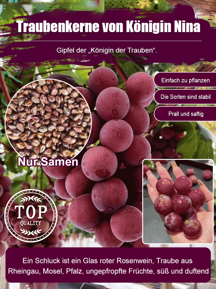  Rheingau Premium 'Nina Queen' Weinrebe🪴|  1,2m Balkon-Kultur🌿| 50kg Ertrag völlig ohne Gerüst🍷| 100% Kernlose Süße🍇 Kein Spritzen nötig