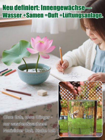 Natürlicher Raumluftfilter Zimmer-Lotos🪴| Pflegeleichte Hydrokultur Wasserpflanze | Wächst komplett ohne Erde💧| Verbessert das Raumklima und den Schlaf | 100% Anwachs-Garantie🌿