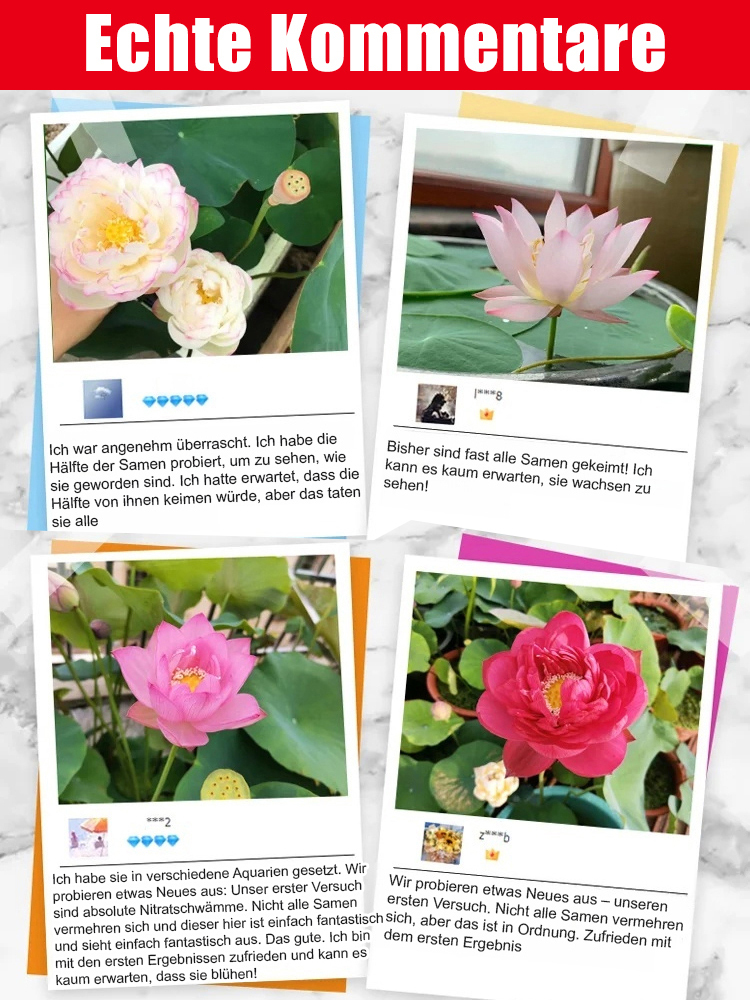 Natürlicher Raumluftfilter Zimmer-Lotos🪴| Pflegeleichte Hydrokultur Wasserpflanze | Wächst komplett ohne Erde💧| Verbessert das Raumklima und den Schlaf | 100% Anwachs-Garantie🌿