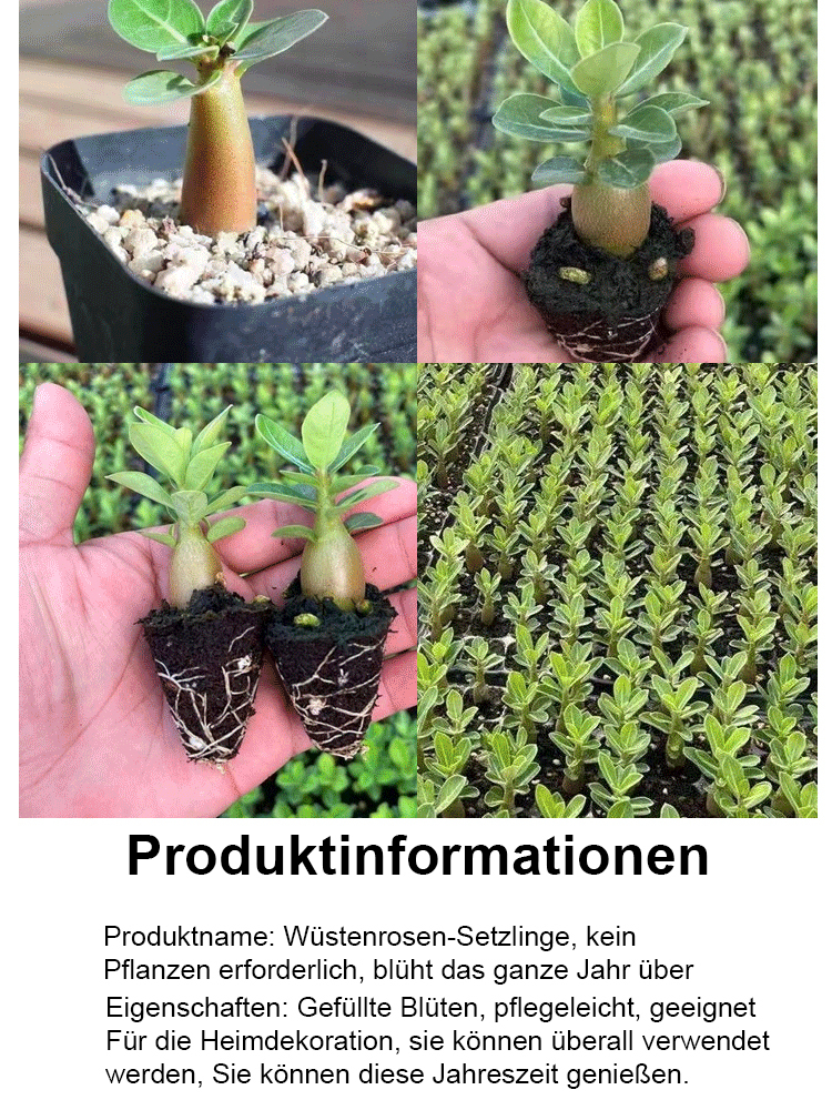 Traumhafte Wüstenrose 🌹Blüht in 25 Tagen | Kälte- & hitzebeständig, hält bis -20 °C stand| Blütezeit bis zu 300 Tage| Benötigt kaum Gießen| Natürlicher Raumluftfilter 🌱| 100 % Erfolgsgarantie 🌸