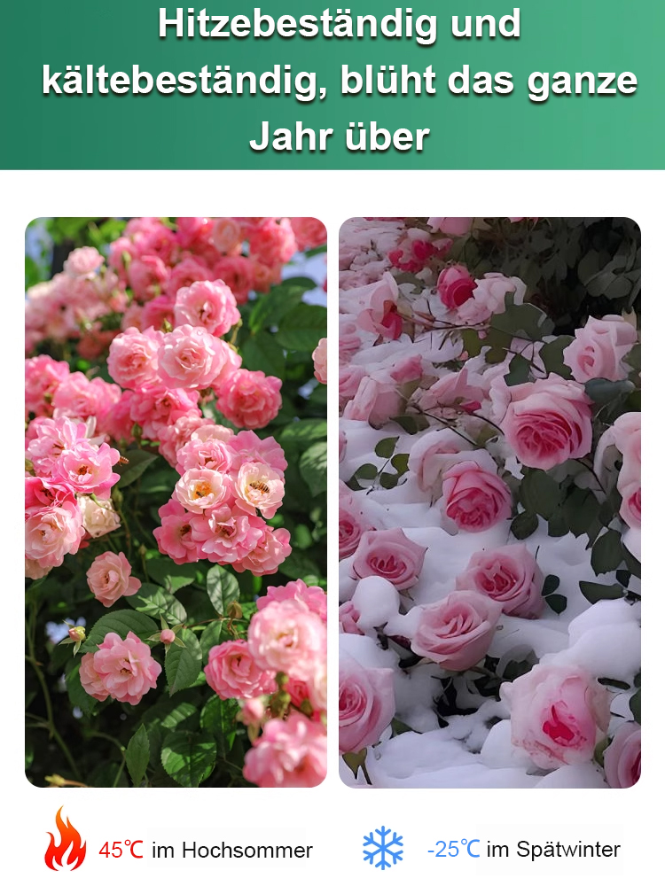 Traumhafte Wüstenrose 🌹Blüht in 25 Tagen | Kälte- & hitzebeständig, hält bis -20 °C stand| Blütezeit bis zu 300 Tage| Benötigt kaum Gießen| Natürlicher Raumluftfilter 🌱| 100 % Erfolgsgarantie 🌸