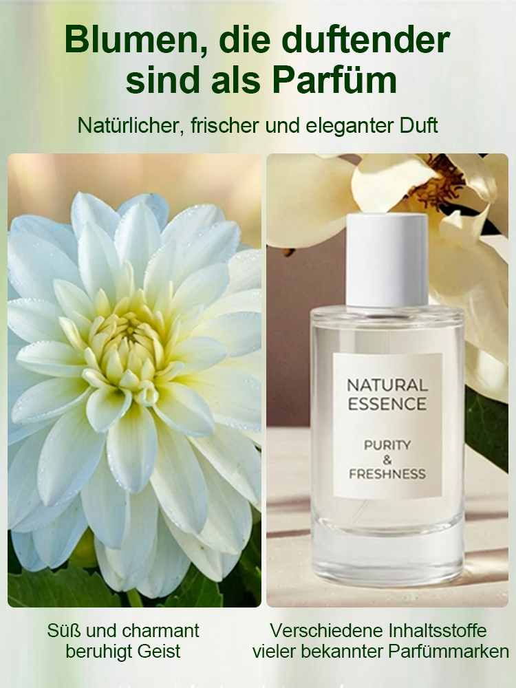 Premium Edel-Dahlien Knollen aus Holland 🌷 | Extrem robust und hitzebeständig (bis 40°C) ☀️ | Dauerblüte von Mai bis Dezember | ✅ 100% Wuchsgarantie