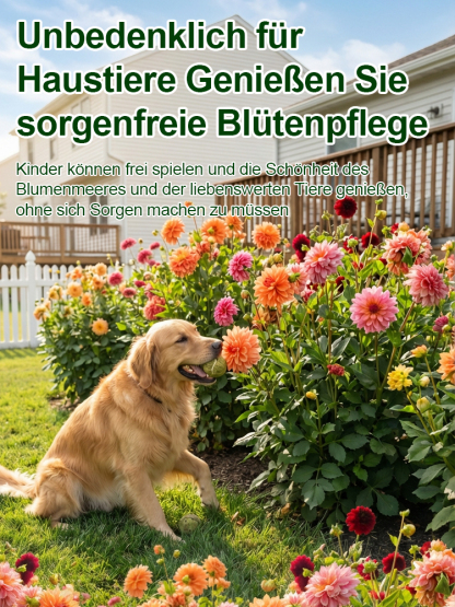 Premium Edel-Dahlien Knollen aus Holland 🌷 | Extrem robust und hitzebeständig (bis 40°C) ☀️ | Dauerblüte von Mai bis Dezember | ✅ 100% Wuchsgarantie