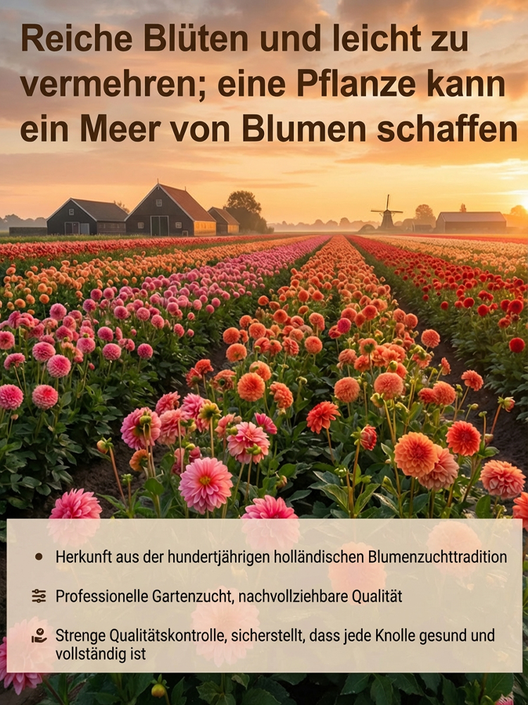 Premium Edel-Dahlien Knollen aus Holland 🌷 | Extrem robust und hitzebeständig (bis 40°C) ☀️ | Dauerblüte von Mai bis Dezember | ✅ 100% Wuchsgarantie