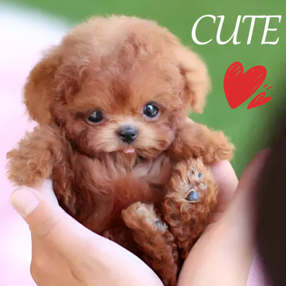 [Free experience/Warm companionship] AI Intelligent Machine Puppy / Kitten 🐶 Super Real Cute Pet companionship🎁