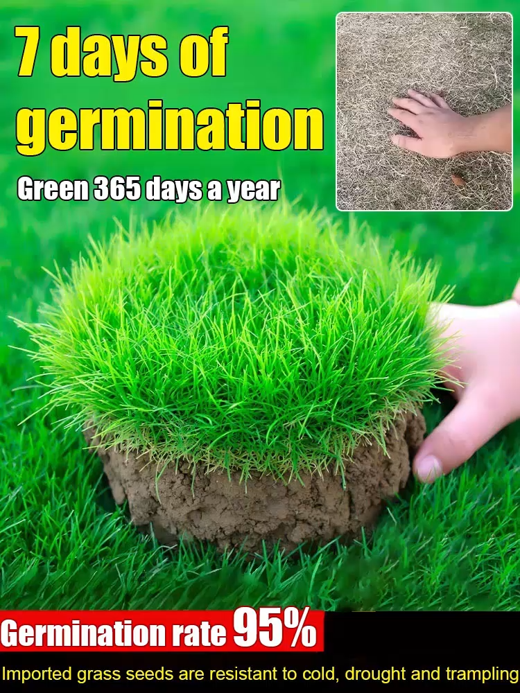 🍃Germinates in 7 days ❌️No mowing required. Rapid-Grow Lawn Grass Seeds.