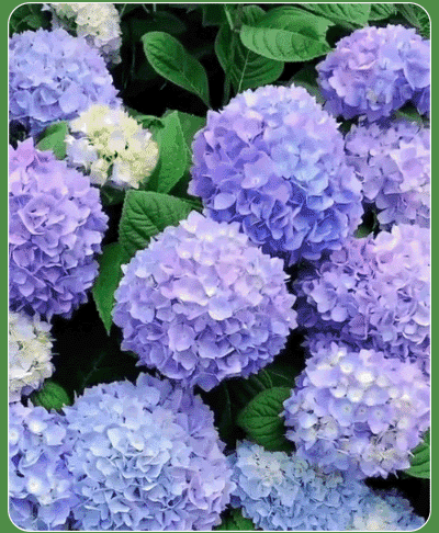 9673d7791af4a7d6c264fe8598a2ab1d3300010238881006473179KR2aff1c3be6c3bb05422e90e10d055ade8.gif