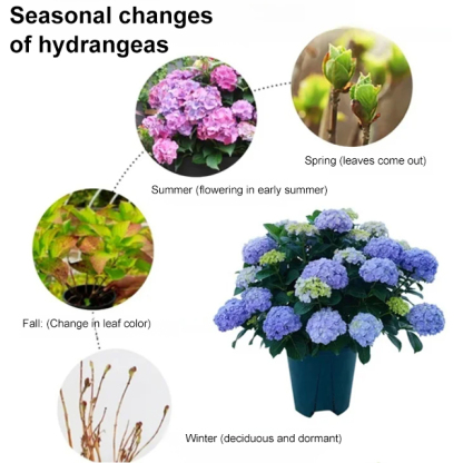 Hydrangea seeds blooming in all seasons