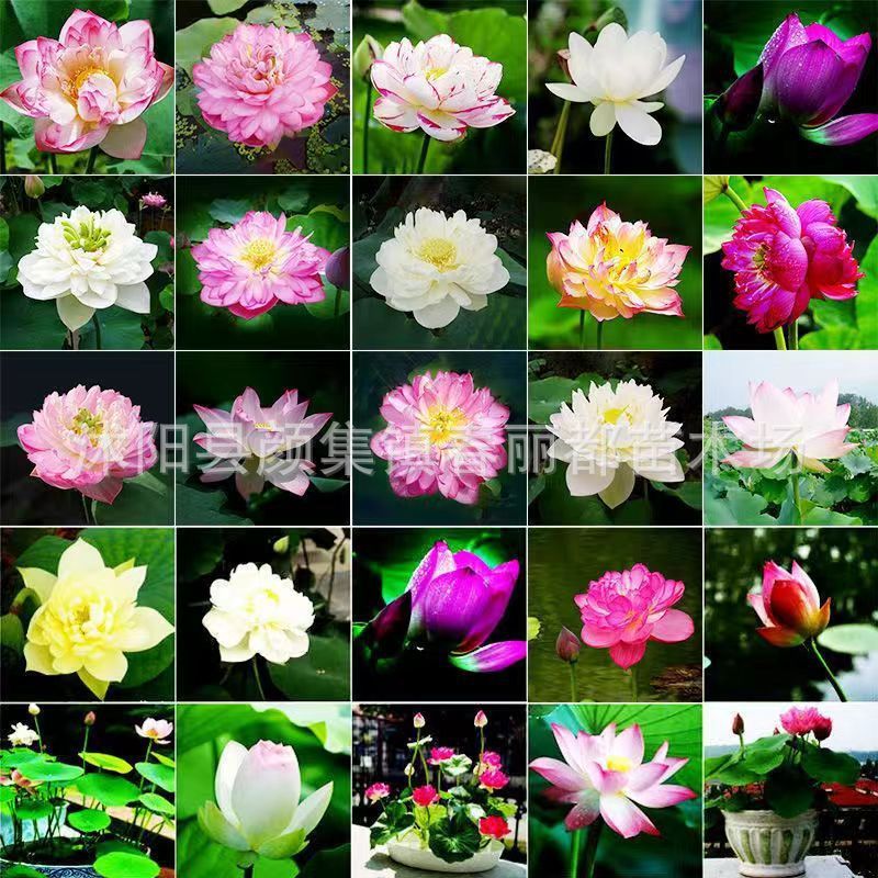 Survive with just watering, blooming in 15 days! Premium Colorful Water Lily Seeds – Guaranteed to Sprout