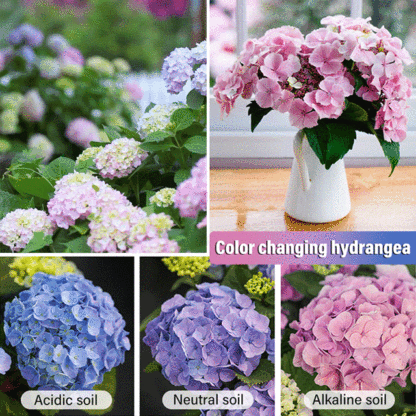 Hydrangea seeds blooming in all seasons