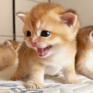 [Free experience/Warm companionship] AI Intelligent Machine Puppy / Kitten 🐶 Super Real Cute Pet companionship🎁