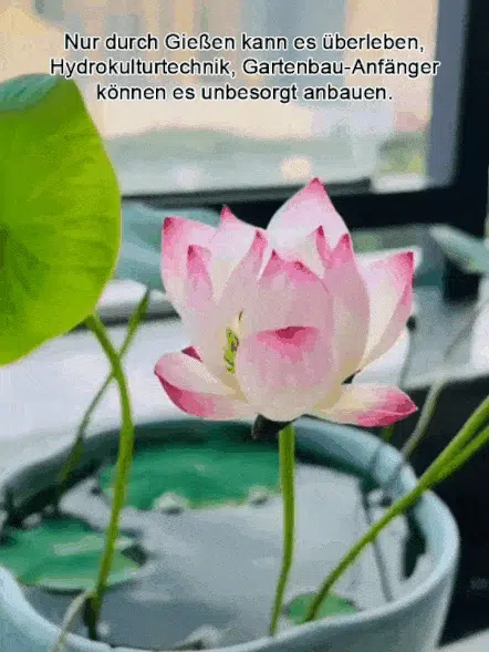 【Normale Blüte bis -20℃ möglich】Winter-Zierlotussamen für die Hydrokultur. Kein Dünger Oder Rückschnitt Nötig, Blüht Üppig In 35 Tagen