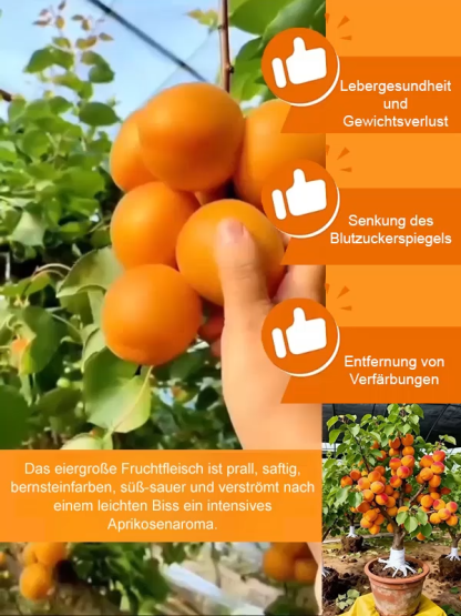 【Extra große Imperial-Aprikose】Ertragreiche, winterharte Aprikosenbaum-Setzlinge
