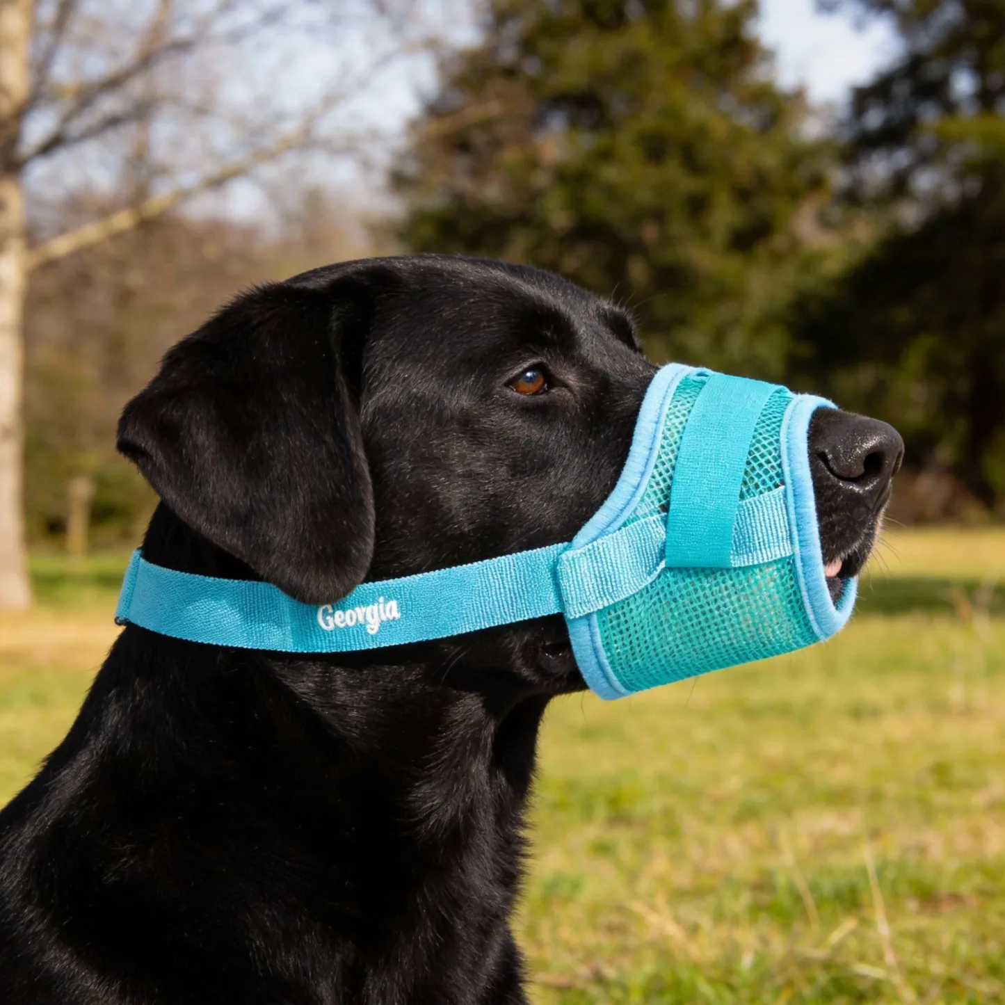 Custom Embroidered Name Breathable Mesh Dog Muzzle