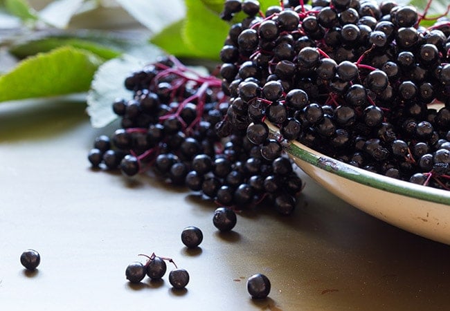 Elderberry-491243226