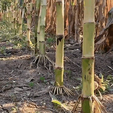 [Full Copper Motor] Tragbarer Handrasenmäher