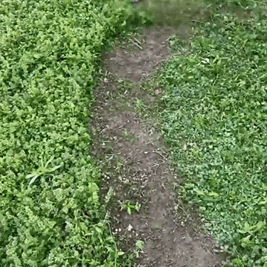 [Full Copper Motor] Tragbarer Handrasenmäher