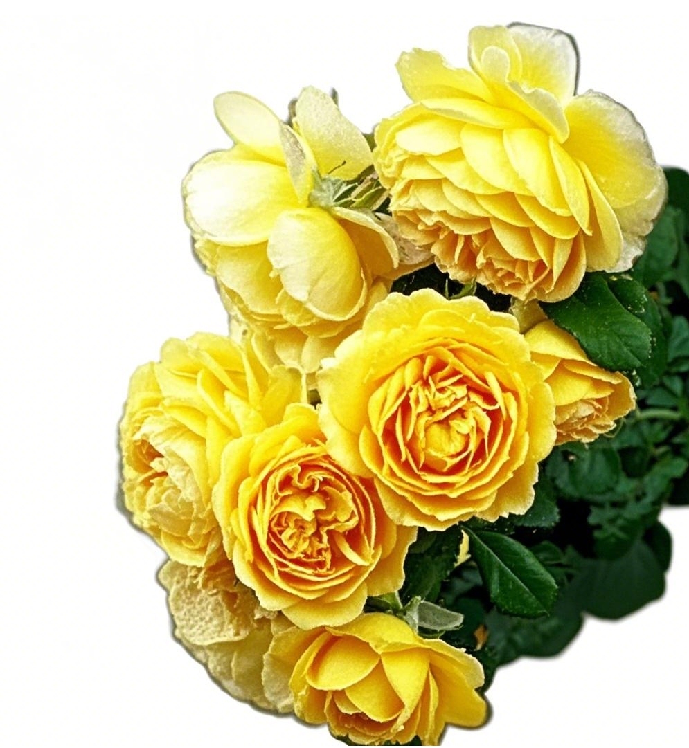 Climbing Rose Seeds [Bloom All Year Round]