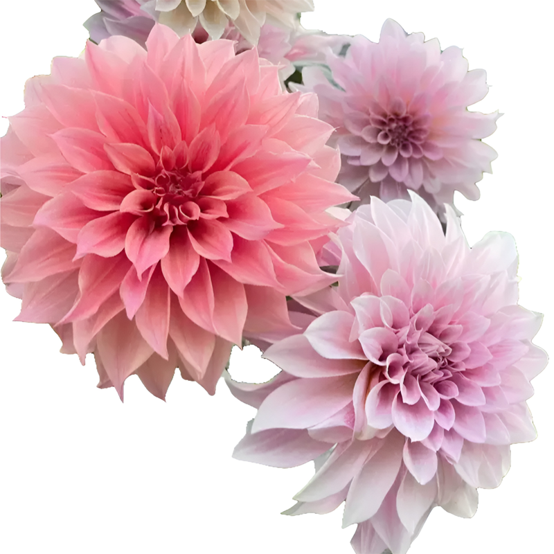 Dahlia seeds bloom all year round