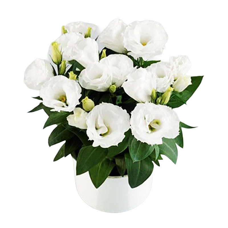 [Flowers in the cold winter] Premium Eustoma seeds