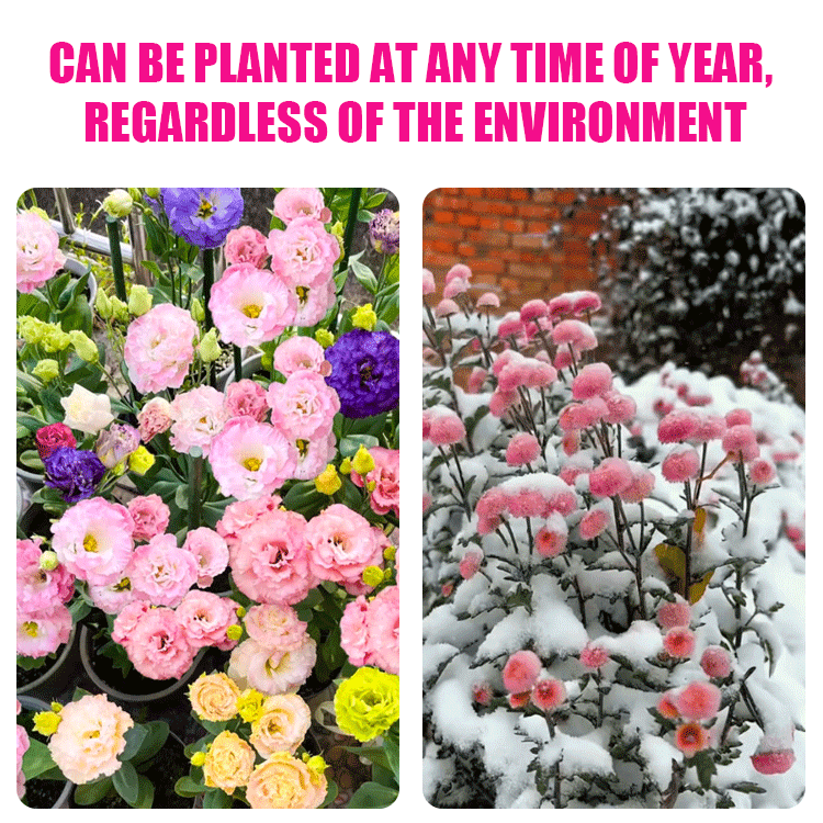 [Flowers in the cold winter] Premium Eustoma seeds