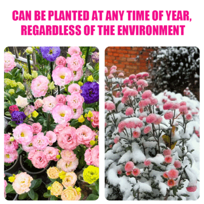 [Flowers in the cold winter] Premium Eustoma seeds