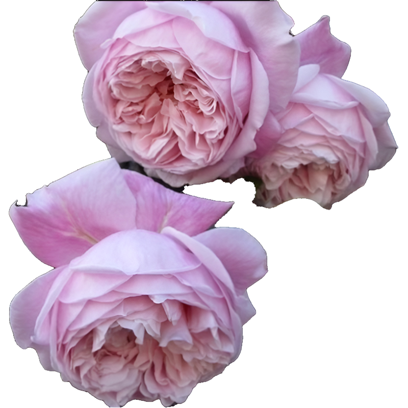 Climbing Rose Seeds
