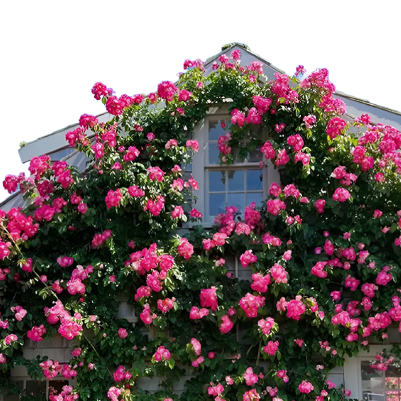 Climbing Rose Seeds