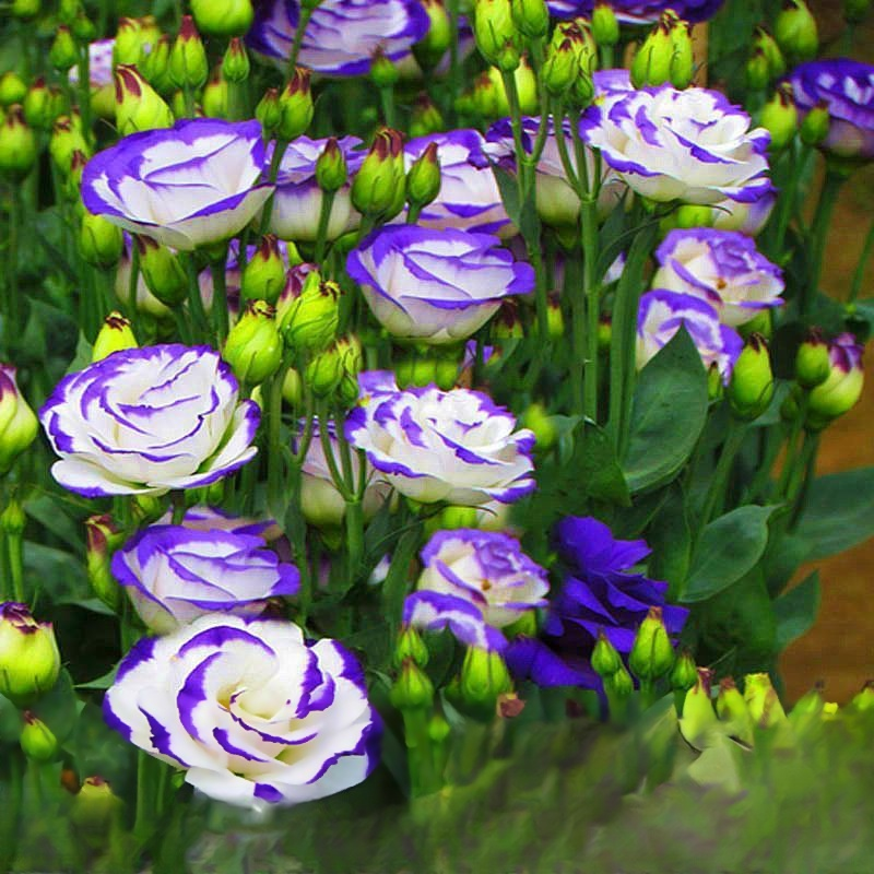 [Flowers in the cold winter] Premium Eustoma seeds