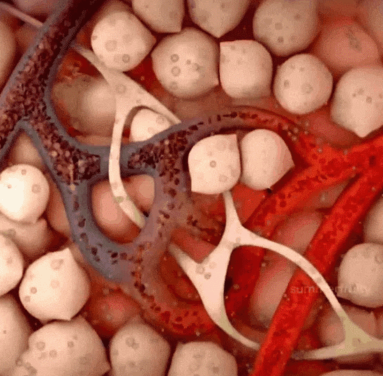 Honeycam 2026-01-12 17-35-26.gif