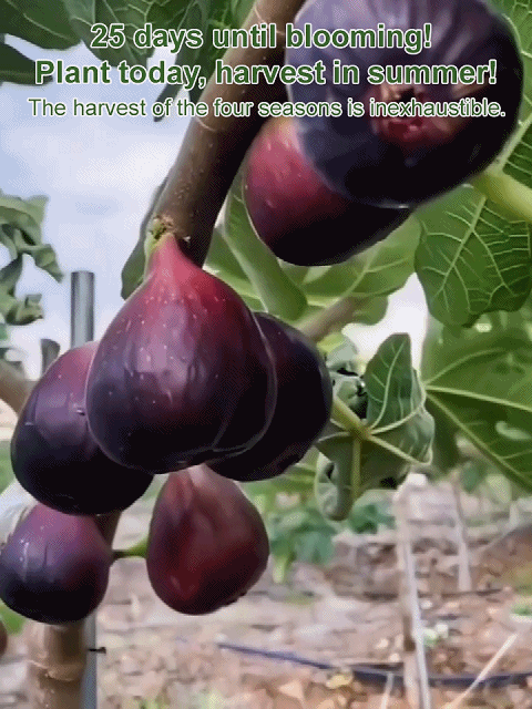 [Enjoy fresh fruit daily] 👅Fig seedlings imported from Greece【Alive on Arrival Guarantee】