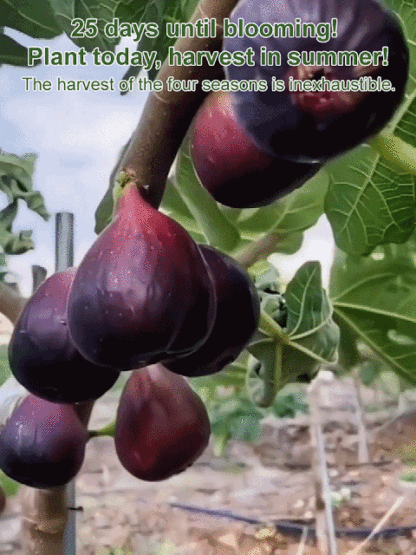[Enjoy fresh fruit daily] 👅Fig seedlings imported from Greece【Alive on Arrival Guarantee】