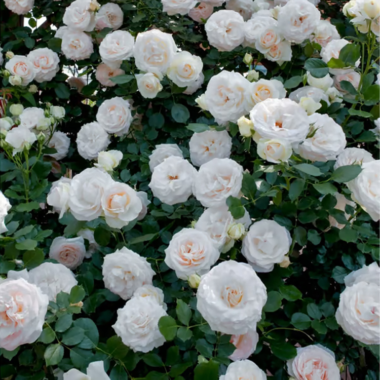 Climbing Rose Seeds