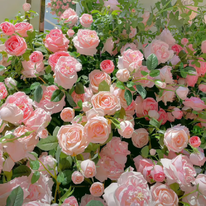 Climbing Rose Seeds