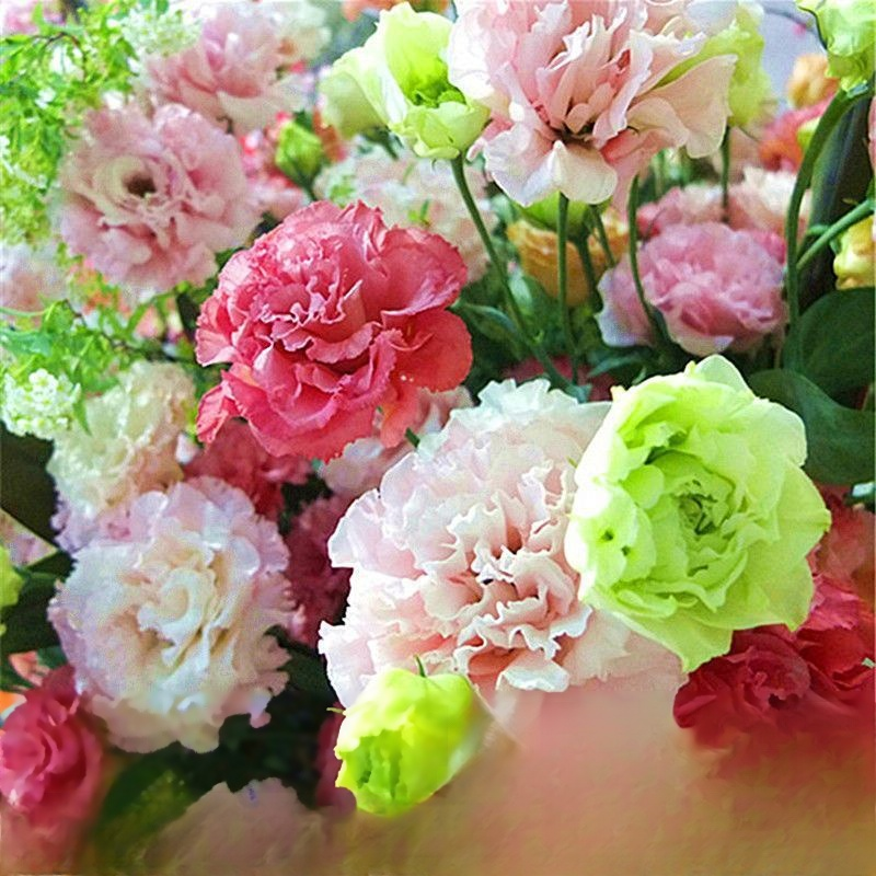 [Flowers in the cold winter] Premium Eustoma seeds