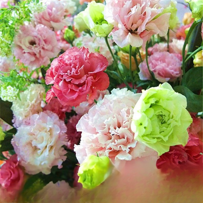 [Flowers in the cold winter] Premium Eustoma seeds