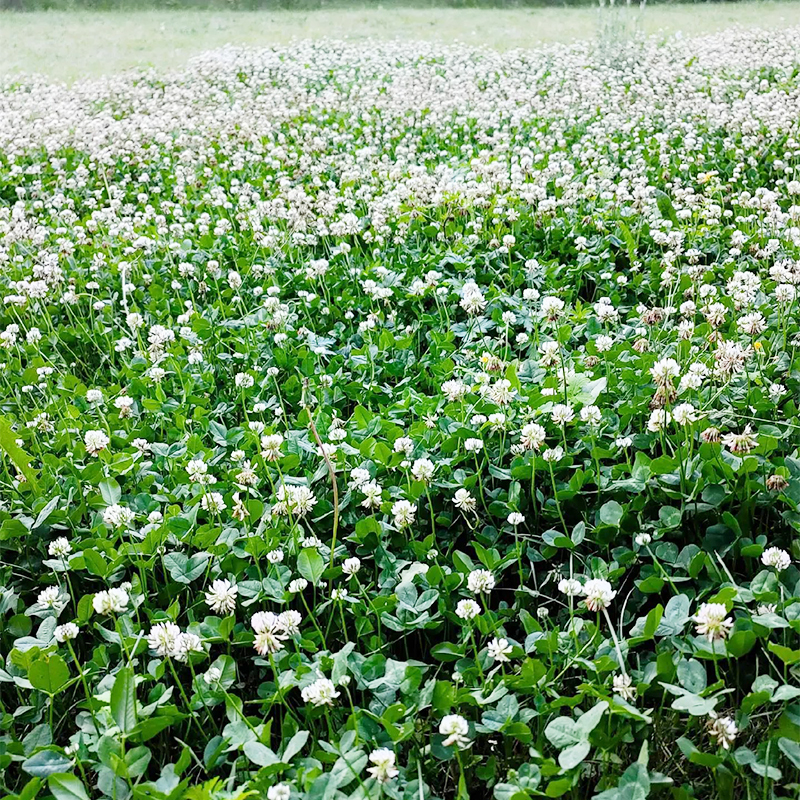 [5-7 days to germinate] 🛡️【USDA Certified】🍀 Buy 1 Get 1 FREE Today Only！GreenForever™ - Drought-Resistant, Self-Sustaining!