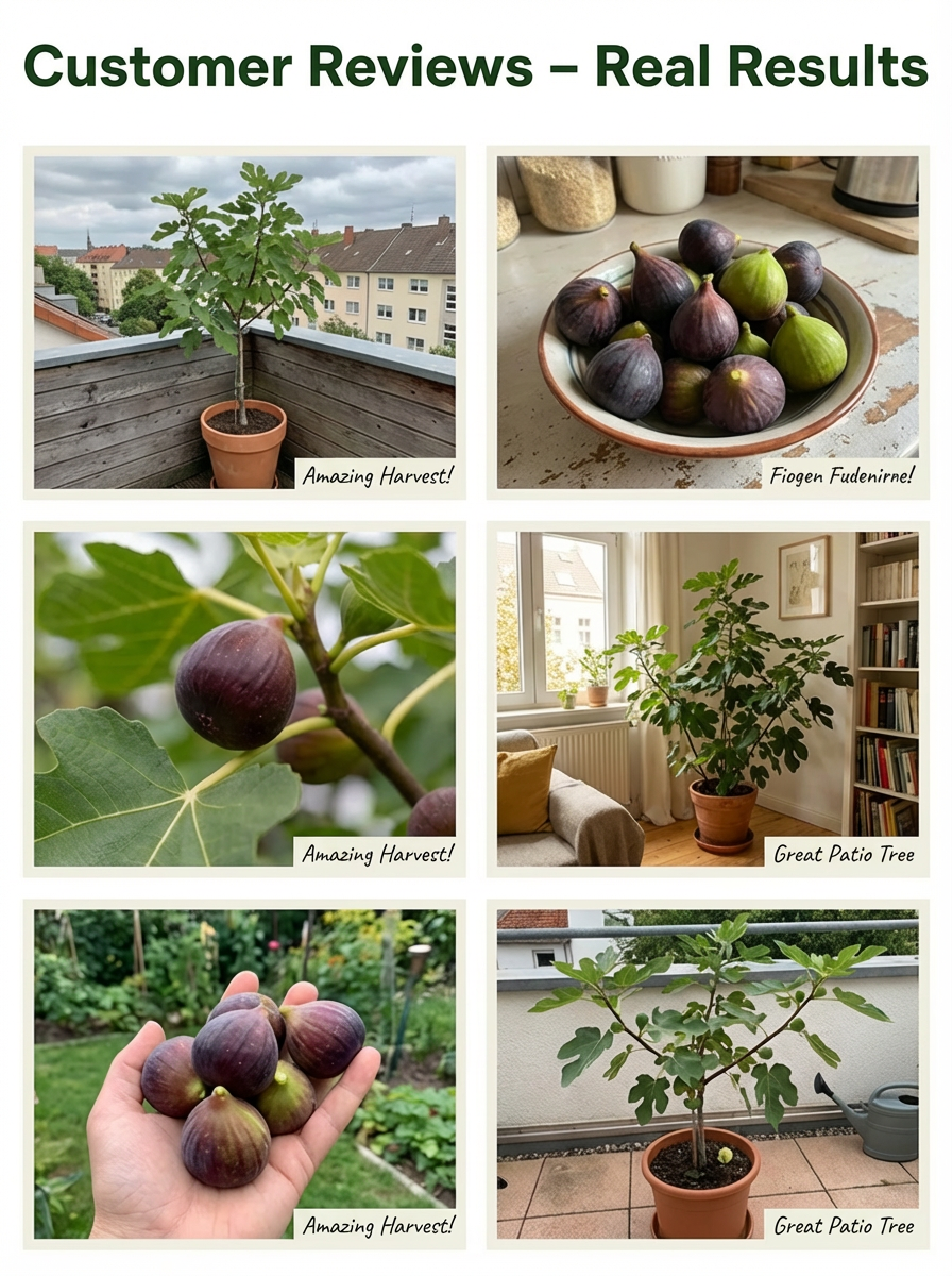 [Enjoy fresh fruit daily] 👅Fig seedlings imported from Greece【Alive on Arrival Guarantee】