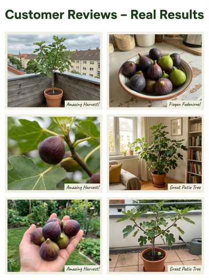 [Enjoy fresh fruit daily] 👅Fig seedlings imported from Greece【Alive on Arrival Guarantee】
