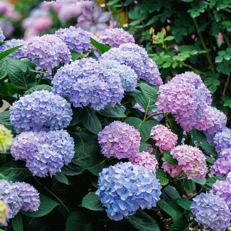 Hydrangea seeds blooming in all seasons