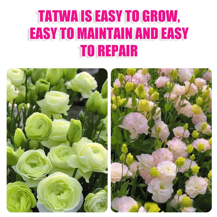 [Flowers in the cold winter] Premium Eustoma seeds