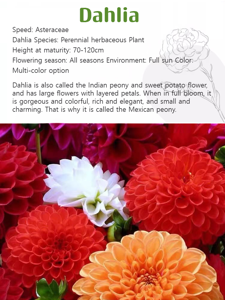 Dahlia seeds bloom all year round