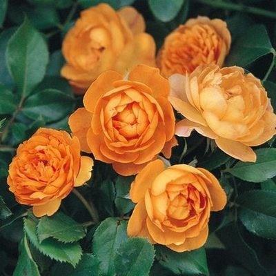 Climbing Rose Seeds [Bloom All Year Round]