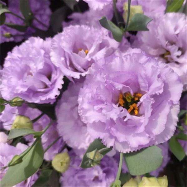 [Flowers in the cold winter] Premium Eustoma seeds