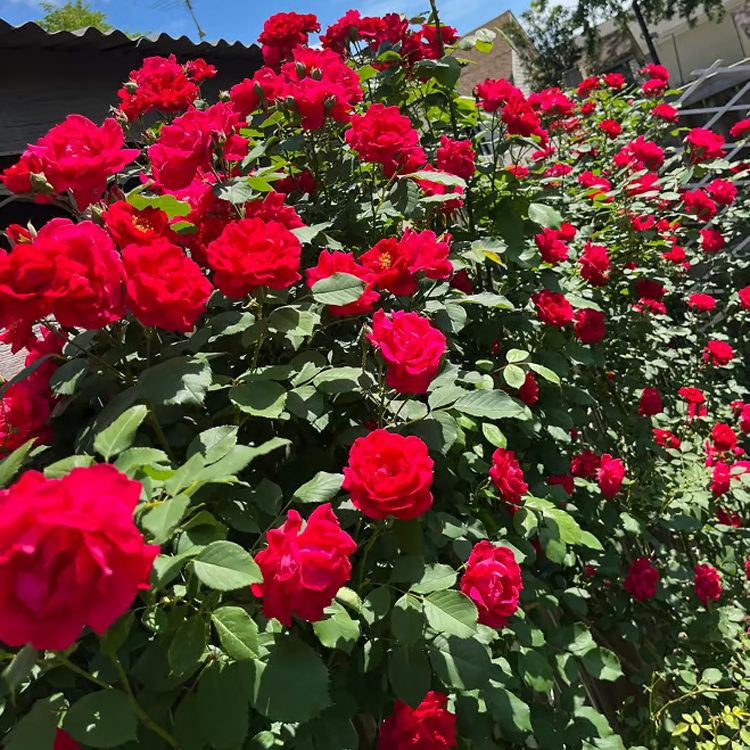 Climbing Rose Seeds